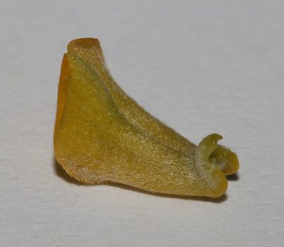 Aspalathus secunda, photographed by Brian du Preez