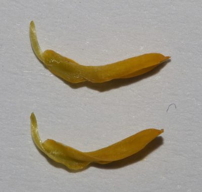 Aspalathus secunda, photographed by Brian du Preez