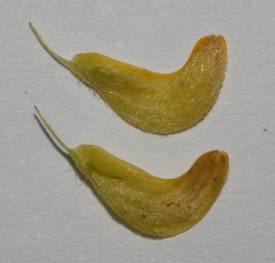 Aspalathus secunda, photographed by Brian du Preez