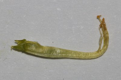 Aspalathus secunda, photographed by Brian du Preez