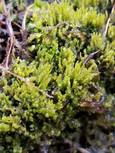 Neoorthocaulis attenuatus, photographed by Micki Colbeck