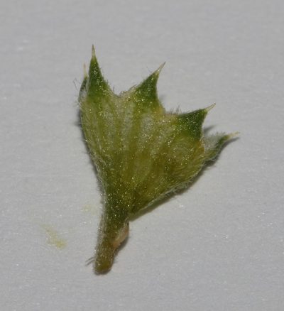 Aspalathus secunda, photographed by Brian du Preez