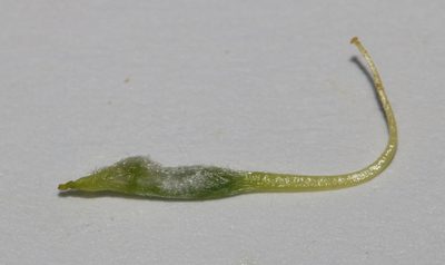 Aspalathus secunda, photographed by Brian du Preez
