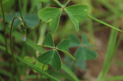 Oxalis cuatrecasasii, photographed by Andrés Ramírez-Barrera