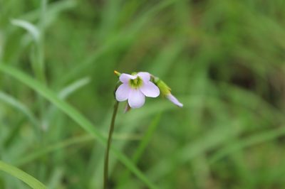 Oxalis cuatrecasasii, photographed by Andrés Ramírez-Barrera