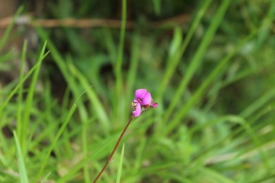 Desmodium molliculum, photographed by Andrés Ramírez-Barrera