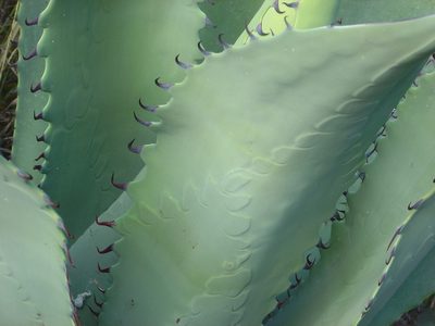 Agave durangensis, photographed by M. Socorro González Elizondo