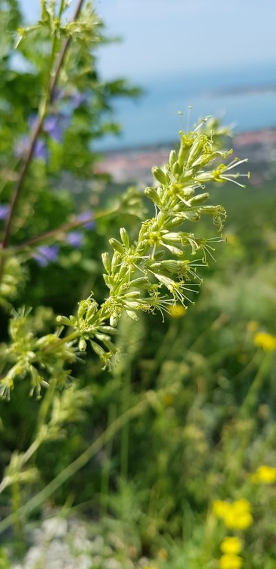 Silene densiflora, photographed by Татьяна Прозорова