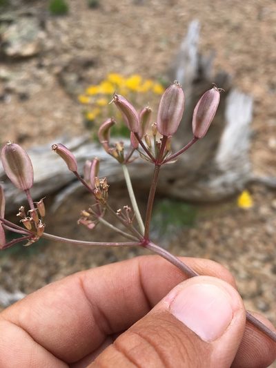 Lomatium eastwoodiae, photographed by Cecelia Alexander