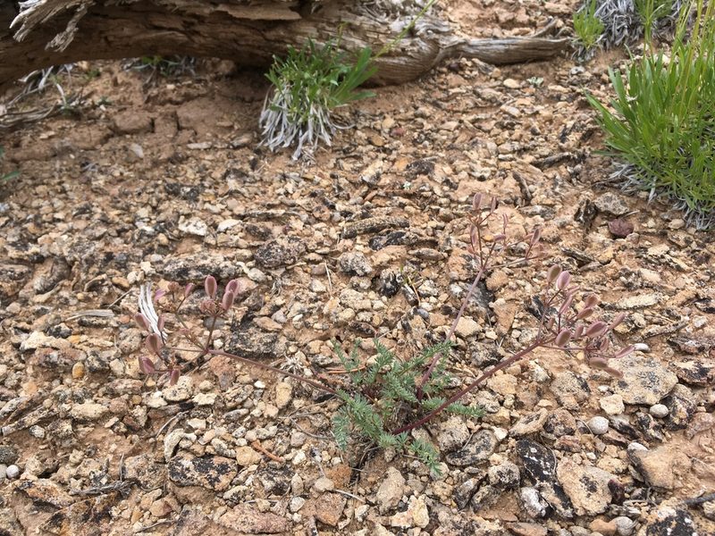 Lomatium eastwoodiae, photographed by Cecelia Alexander