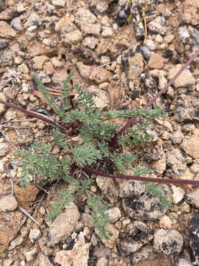 Lomatium eastwoodiae, photographed by Cecelia Alexander