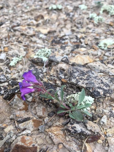 Penstemon moffatii, photographed by Cecelia Alexander