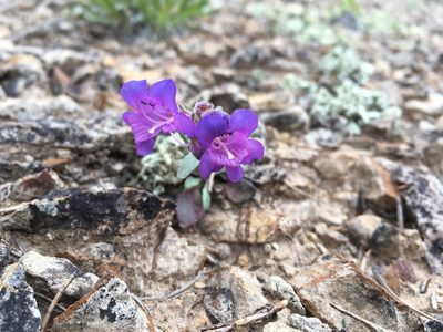 Penstemon moffatii, photographed by Cecelia Alexander