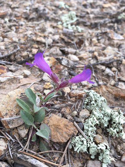 Penstemon moffatii, photographed by Cecelia Alexander
