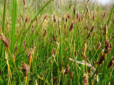 Eleocharis uniglumis, photographed by Robert H. Wardell