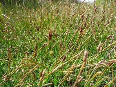 Eleocharis uniglumis, photographed by Robert H. Wardell