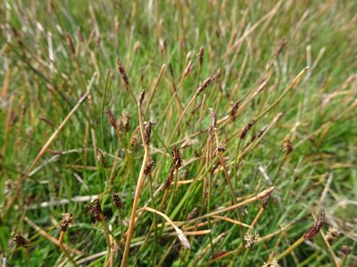Eleocharis uniglumis, photographed by Robert H. Wardell