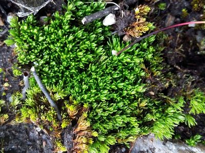 Oligotrichum hercynicum, photographed by George Greiff
