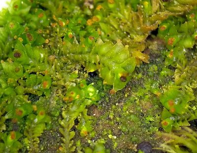 Tritomaria exsectiformis, photographed by George Greiff