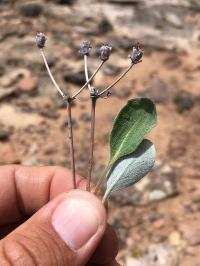 Eriogonum arcuatum, photographed by Cecelia Alexander