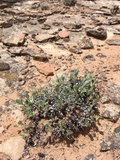 Eriogonum arcuatum, photographed by Cecelia Alexander