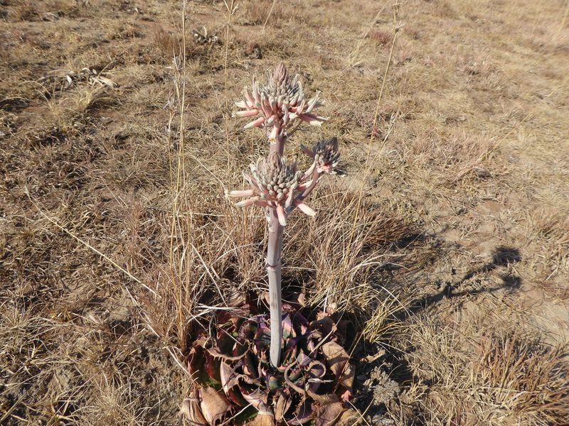 Aloe prinslooi, photographed by Hlengiwe Mtshali