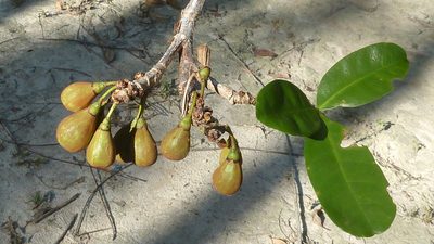 Eriotheca obcordata, photographed by russiannaturalistbrazil