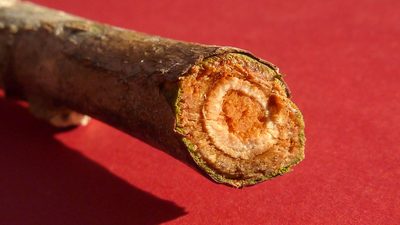 Eriotheca obcordata, photographed by russiannaturalistbrazil