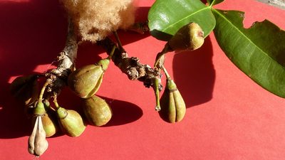 Eriotheca obcordata, photographed by russiannaturalistbrazil