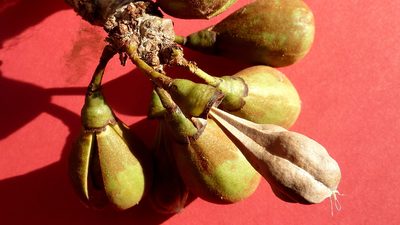 Eriotheca obcordata, photographed by russiannaturalistbrazil