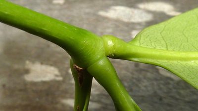 Eriotheca obcordata, photographed by russiannaturalistbrazil