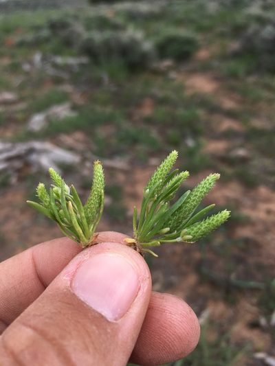 Ranunculus cupulatus, photographed by Cecelia Alexander