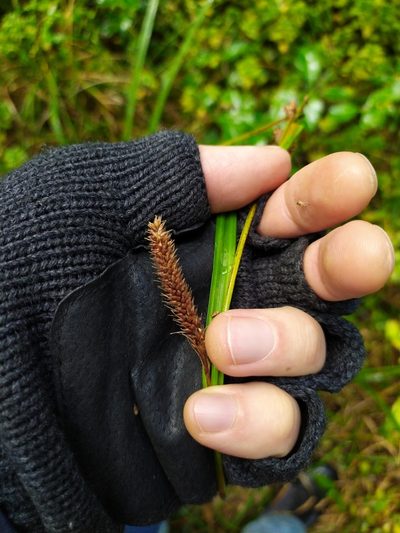 Carex lambertiana, photographed by Paul Bell-Butler