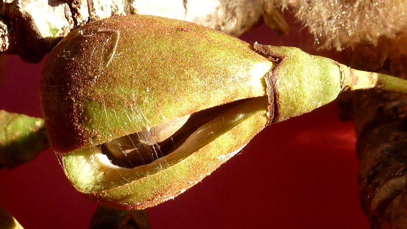 Eriotheca obcordata, photographed by russiannaturalistbrazil