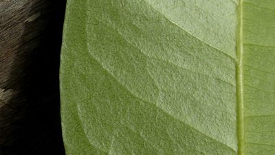 Eriotheca obcordata, photographed by russiannaturalistbrazil