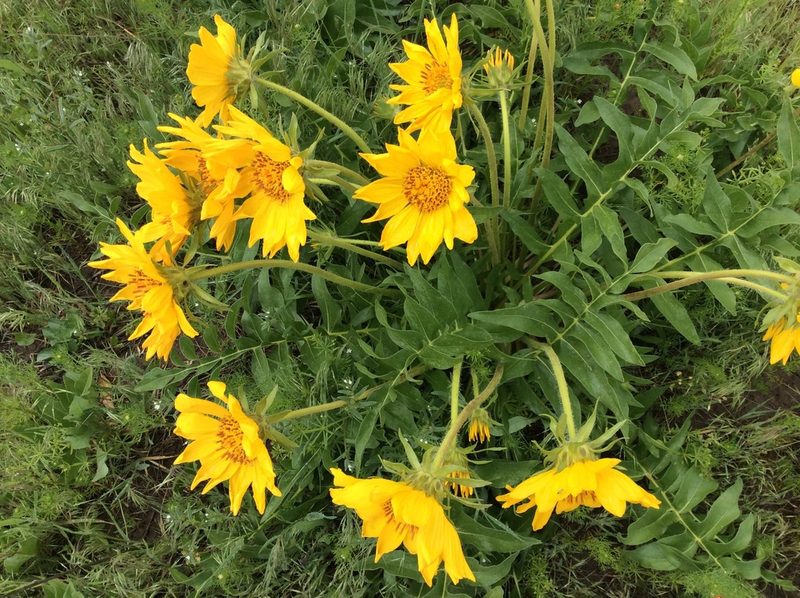 Balsamorhiza macrophylla, photographed by brunsonm