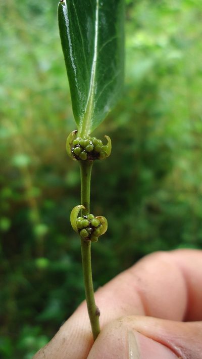 Chaetocarpus myrsinites, photographed by russiannaturalistbrazil