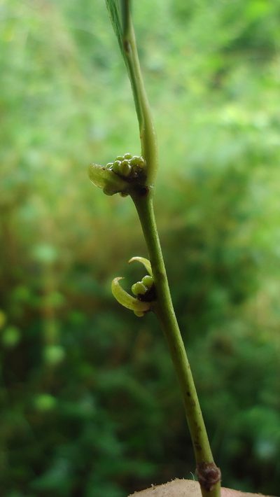 Chaetocarpus myrsinites, photographed by russiannaturalistbrazil