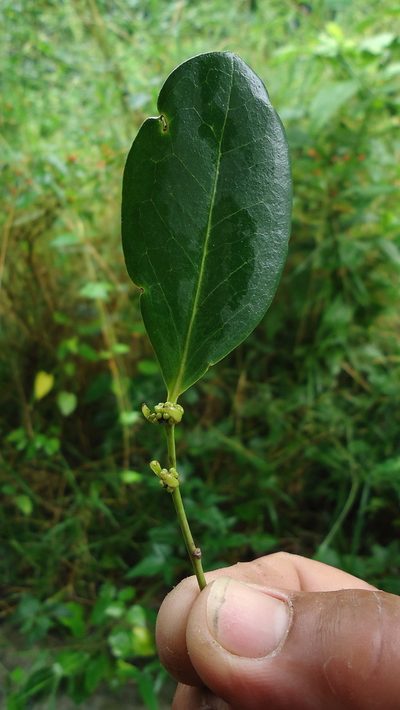 Chaetocarpus myrsinites, photographed by russiannaturalistbrazil