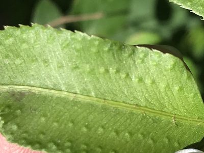 Phanerophlebia umbonata, photographed by Adriana Nelly Correa Sandoval