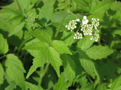 Cardamine leucantha, photographed by Repina Tatyana
