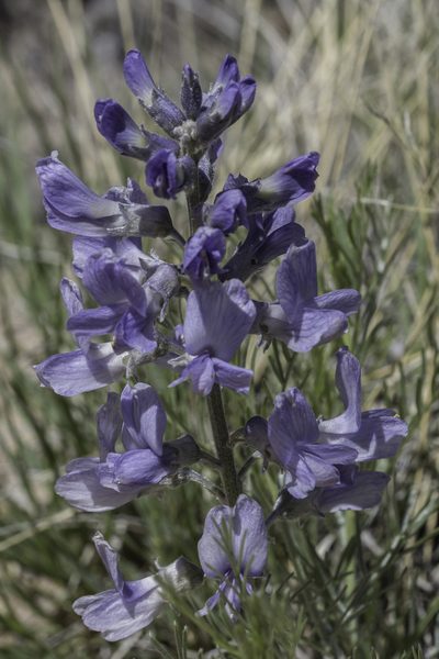 Sophora stenophylla, photographed by Craig Martin