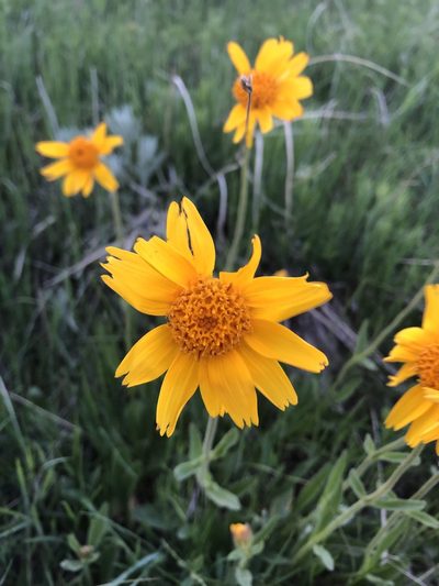 Arnica fulgens, photographed by Parker Hopkins