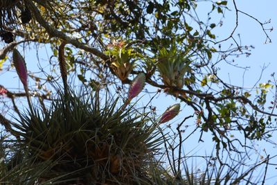 Tillandsia lampropoda, photographed by Neptalí Ramírez Marcial