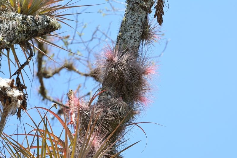Tillandsia magnusiana, photographed by Neptalí Ramírez Marcial