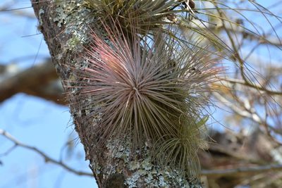 Tillandsia magnusiana, photographed by Neptalí Ramírez Marcial
