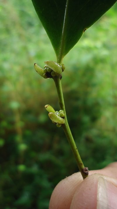 Chaetocarpus myrsinites, photographed by russiannaturalistbrazil