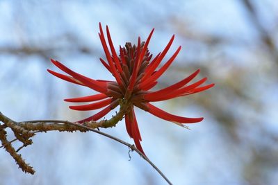 Erythrina chiapasana, photographed by Neptalí Ramírez Marcial