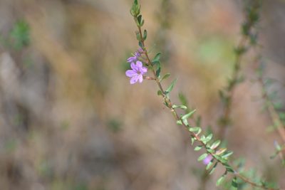 Lythrum gracile, photographed by Neptalí Ramírez Marcial