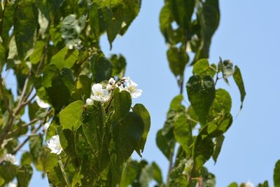 Robinsonella glabrifolia, photographed by Neptalí Ramírez Marcial